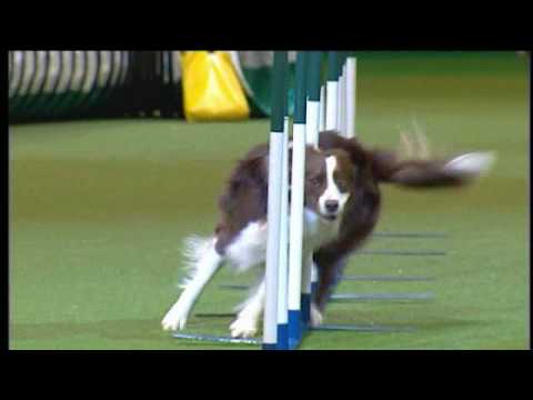 Crufts 2009 - Large Agility Winner