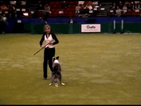 Tina Humphrey Crufts 2007