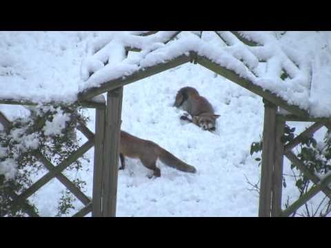 Snow Foxes