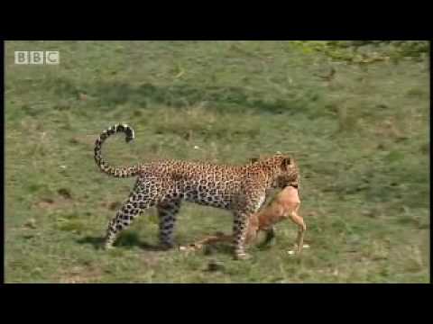 Leopards vs zebra - BBC wildlife