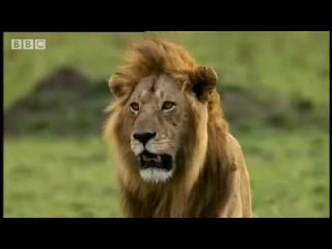 Cheetah vs lion - BBC wildlife