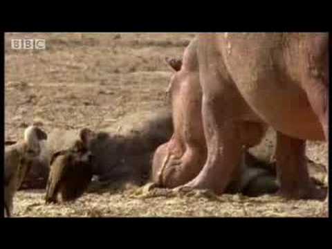 Lion vs hippo - BBC wildlife