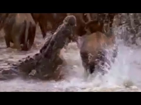 Crocodiles vs wildebeest - BBC wildlife