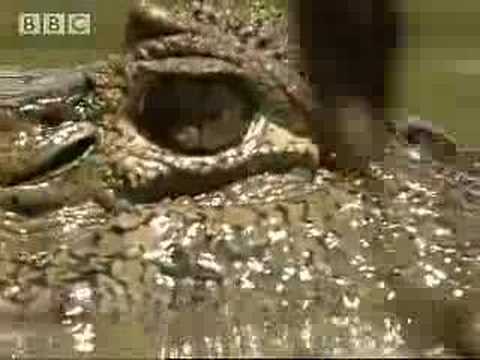 Capibara, Caiman and Anacondas - BBC wildlife