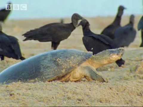 Giant turtles vs vultures - BBC wildlife