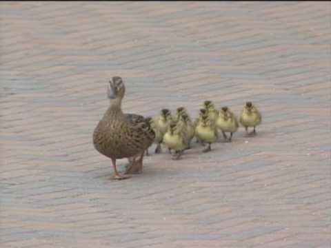 Ducks blown off their feet by the wind