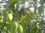 Green Mangoes  -  Tropical Fruit