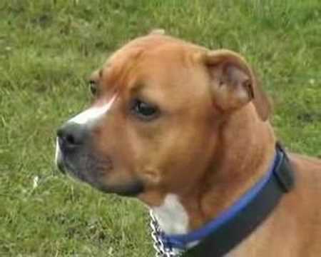 Savage Staffordshire Bull Terriers ?