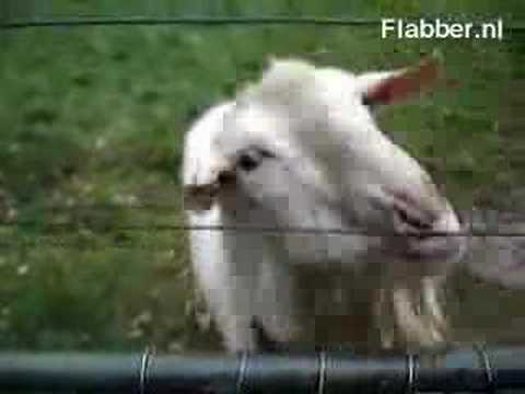 Goat Meets Electric Fence