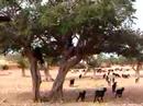 16 Goats In A Tree