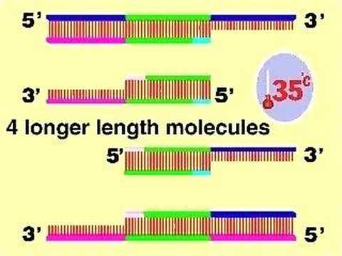 Polymerase chain reaction (PCR)