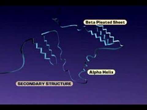 Protein Structure