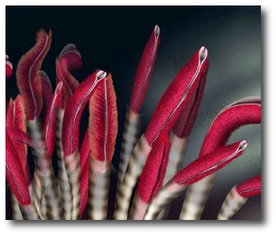 tubeworms