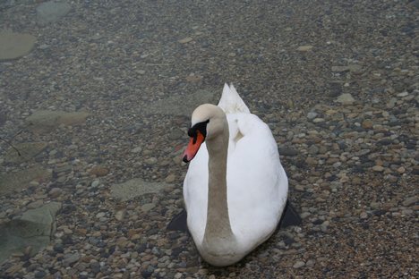 Photographie d'un cygne pris sur le lac de Neuchâtel (Suisse). - Swan wnhires