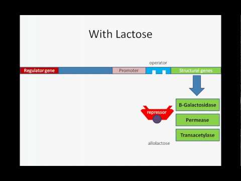 Lac Operon