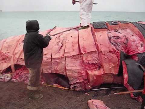 Nunavut Whale Hunt.wmv