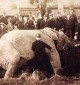 Dead elephant (1885)