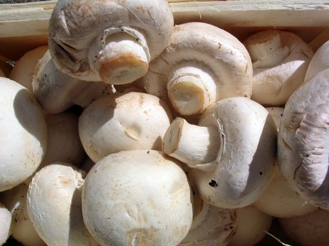 White mushrooms ready for cooking. While common, they are just one of the many types of mushrooms cultivated and eaten.