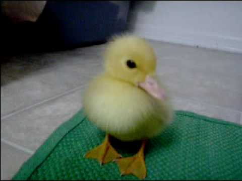 Baby Duck