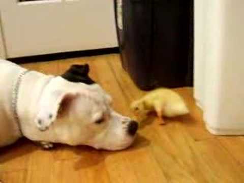 Duck and Dog