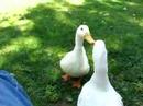 Ducks having a conversation