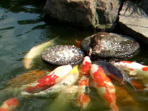 baby duck feed the carp (Nishiki-Goi, Koi)