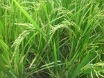 Rice Plants