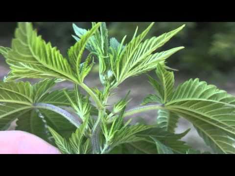 tokin daily: male and female plants