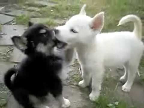 Siberian Husky Brothers Playing