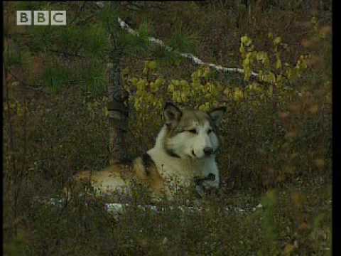 Siberian Nomadic Life - Ray Mears Extreme Survival - BBC