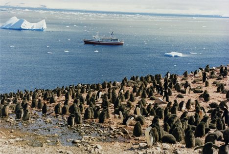 Adelie Penguin chicks in Antarctica, with MS Explorer and an iceberg in the background. The image was taken in January 1999. MS Explorer sank on 23 November 2007, after hitting an iceberg in Antarctica.