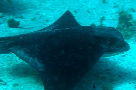 Bat ray