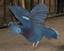 Victoria Crowned Pigeon