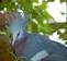 Victoria Crowned Pigeon