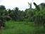 Rice fields in an agricultural site in Tugbok district, Davao City, Philippines