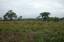 Agriculture in the countries in the process of development: fields on the road connecting Togo to Bourkina-Faso. L' agriculture dans les pays en voie de dévéloppement : un champs sur la route reliant le Togo au Bourkina-Faso. Togo ,Burkina and Africa