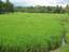 Rice fields in an agricultural site in Tugbok district, Davao City, Philippines