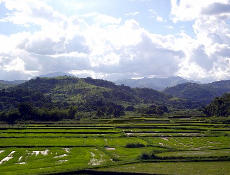 Agriculture, crops, rice fields