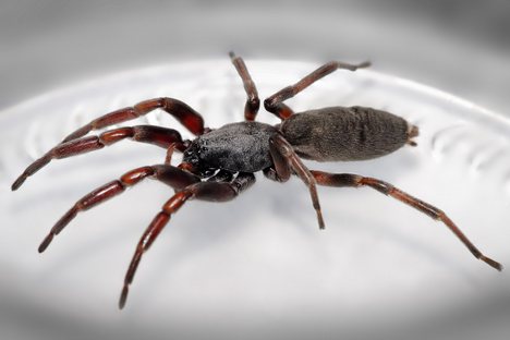 White-tailed spider