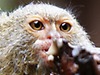 Pygmy marmoset monkey