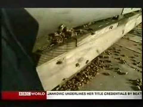 BBC News Bees Dying