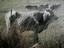 Sturdy brangus cattle in western Paraguay; cattle ranching takes up most of the area's useful land