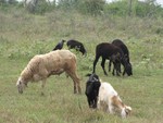 lambs grazing on the ground - cattle - livestock