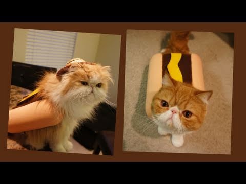 Cats Enjoy Homemade Hot Dog