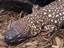 The Mexican beaded lizard's base color is black, with yellow bands or patches.