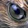 A hawk's eye