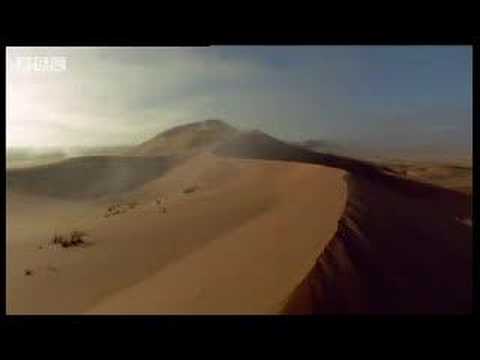 African beetles beat the heat in the Sahara desert - BBC wildlife