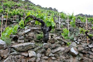 Guimaro vines