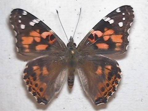 Painted Lady Butterflies Develop, Emerge in Time Lapse