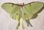 Actias luna